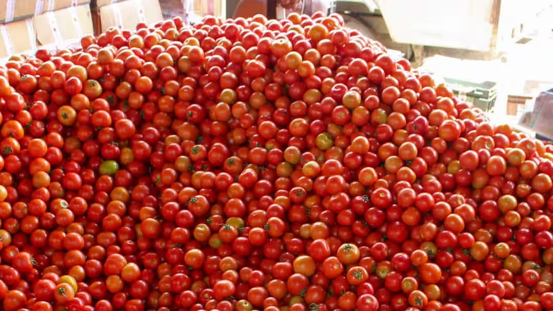 குவியல் குவியலாக கொட்டி கிடக்கும் தக்காளி.. அள்ளிச்செல்லும் மக்கள்