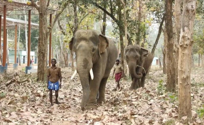 ஊருக்குள் நுழையும் காட்டு யானைகளைக் கட்டுப்படுத்த கும்கி யானைகள் சாடிவயல் முகாமிற்கு இடமாற்றம்