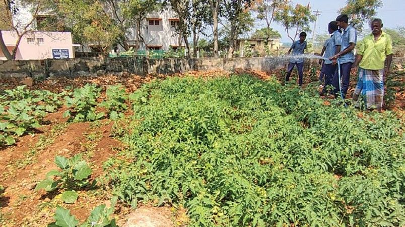 அலங்காநல்லூர் அரசு மேல்நிலைப் பள்ளியில் சூரிய ஒளி மின் வசதியுடன் காய்கறி தோட்டம்