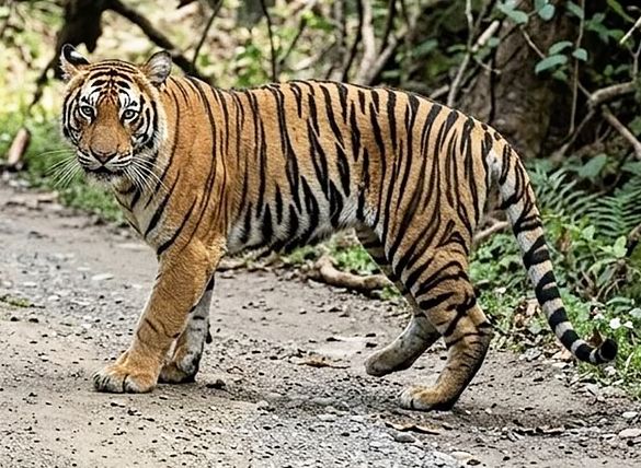 கொடைக்கானல் பேரிஜம் ஏரி பகுதியில் புலிகள் நடமாட்டம்