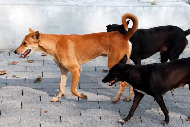 தெரு நாய்களுக்கு கருத்தடை அறுவை சிகிச்சை: மாநகராட்சி முழுவதும் தீவிரப்படுத்த முடிவு