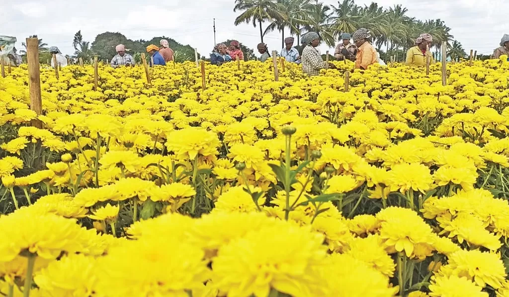 ஓசூரில் சாமந்திப்பூ விலை கிலோ ரூ.400 வரை உயர்வு - வரலட்சுமி நோன்பு எதிரொலி