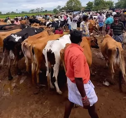 கிருஷ்ணகிரியில் தீவனத் தட்டுப்பாடு: கால்நடைகளை விற்பனை செய்யும் விவசாயிகள்